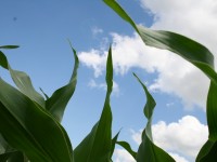 Programmet kan blandt andet beregne, hvordan en mindre majsareal vil påvirke mængden af kvælstof der forlader oplandet.